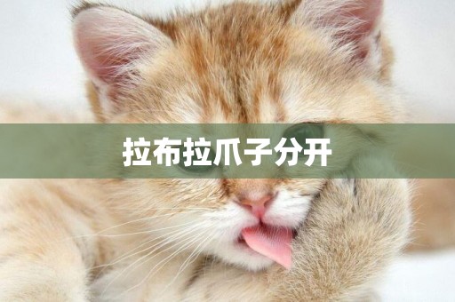 拉布拉爪子分開