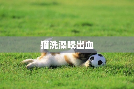 貓洗澡咬出血