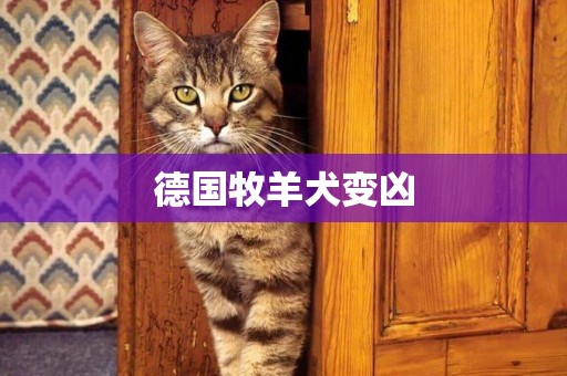 德國牧羊犬變兇