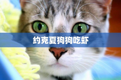 約克夏狗狗吃蝦