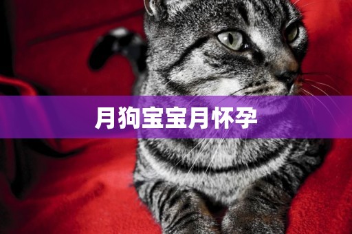 月狗寶寶月懷孕
