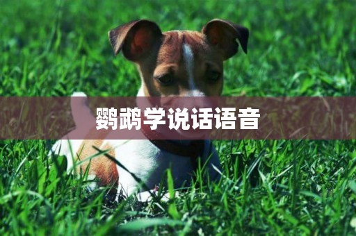 鸚鵡學說話語音