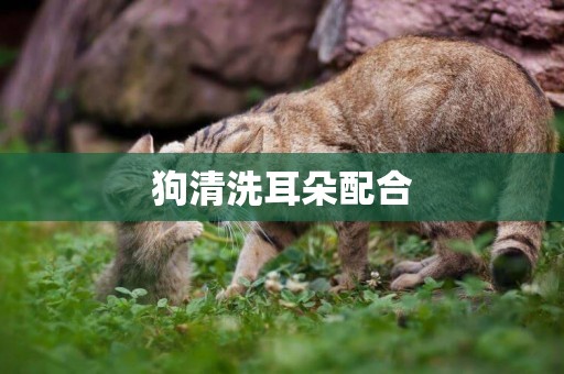 狗清洗耳朵配合