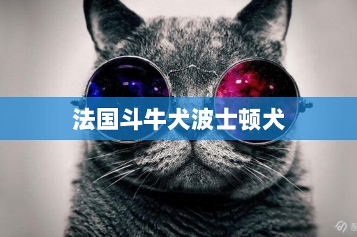 法國斗牛犬波士頓犬