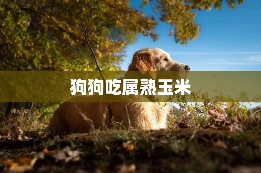 狗狗吃屬熟玉米