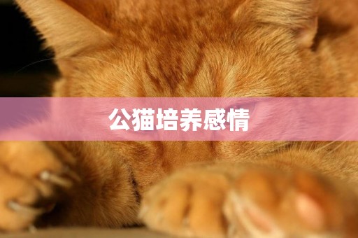 公貓培養感情