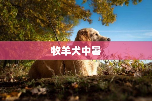 牧羊犬中暑