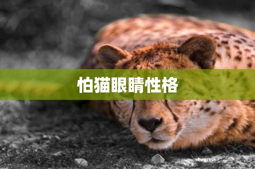 怕貓眼睛性格