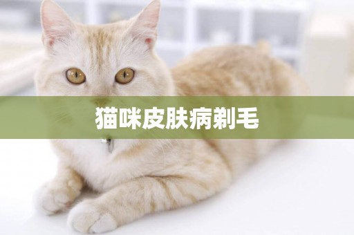 貓咪皮膚病剃毛