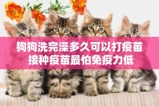 狗狗洗完澡多久可以打疫苗 接種疫苗最怕免疫力低 狗狗洗完澡多久可以打疫苗 接種疫苗最怕免疫力低