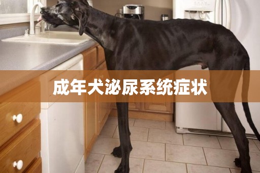 成年犬泌尿系統癥狀