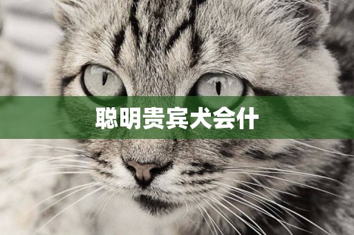 聰明貴賓犬會什