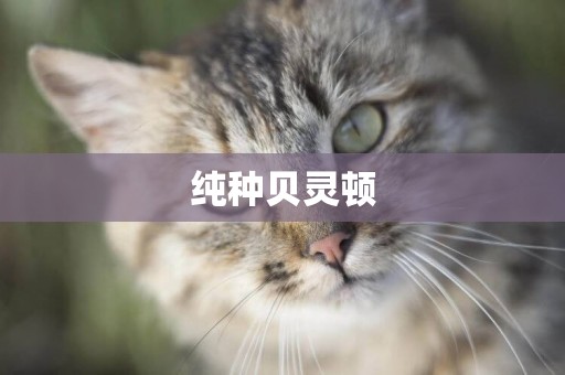 純種貝靈頓