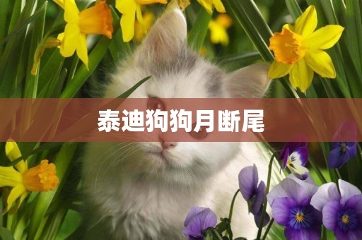 泰迪狗狗月斷尾