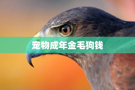 寵物成年金毛狗錢