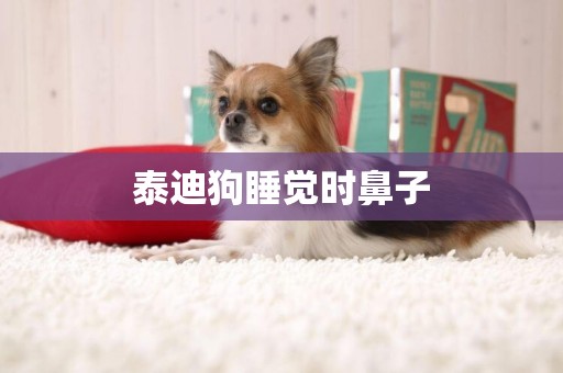 泰迪狗睡覺時鼻子