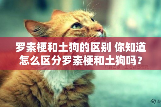 羅素梗和土狗的區別 你知道怎么區分羅素梗和土狗嗎？