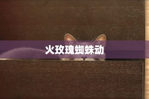 火玫瑰蜘蛛動