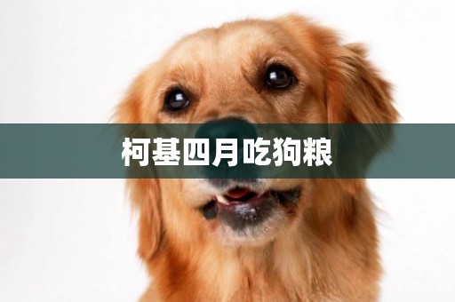 柯基四月吃狗糧