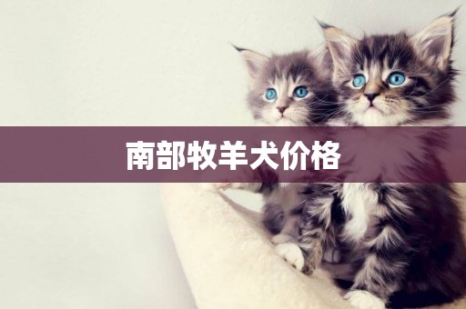 南部牧羊犬價格