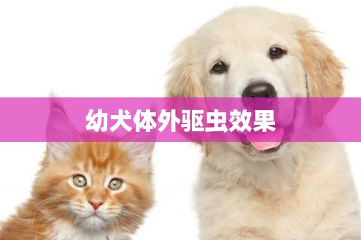 幼犬體外驅蟲效果
