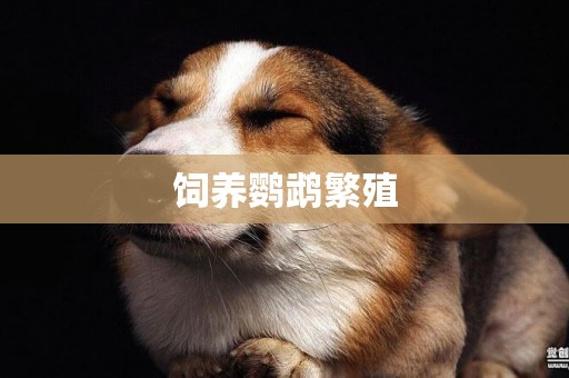 飼養鸚鵡繁殖