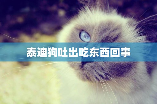 泰迪狗吐出吃東西回事