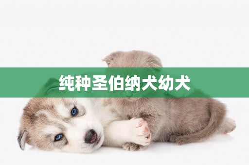 純種圣伯納犬幼犬