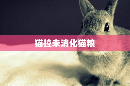 貓拉未消化貓糧