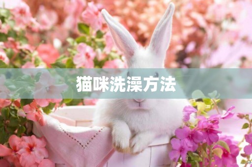 貓咪洗澡方法