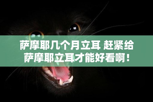 薩摩耶幾個月立耳 趕緊給薩摩耶立耳才能好看啊！