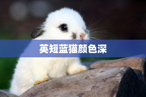 英短藍貓顏色深