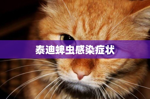 泰迪蜱蟲感染癥狀