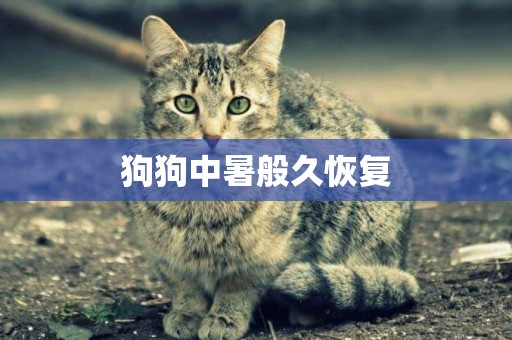 狗狗中暑般久恢復