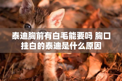 泰迪胸前有白毛能要嗎 胸口掛白的泰迪是什么原因