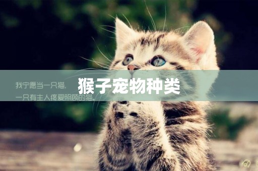 猴子寵物種類