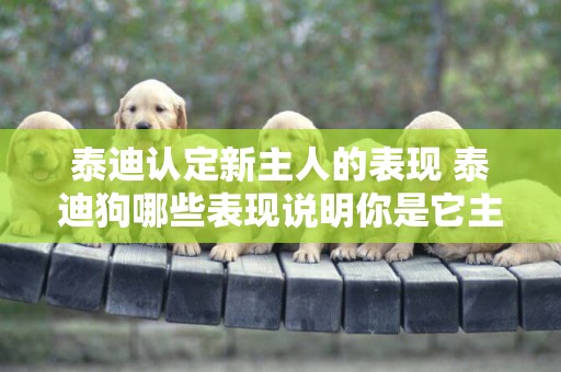 泰迪認定新主人的表現 泰迪狗哪些表現說明你是它主人 泰迪認定新主人的表現 泰迪狗哪些表現說明你是它主人