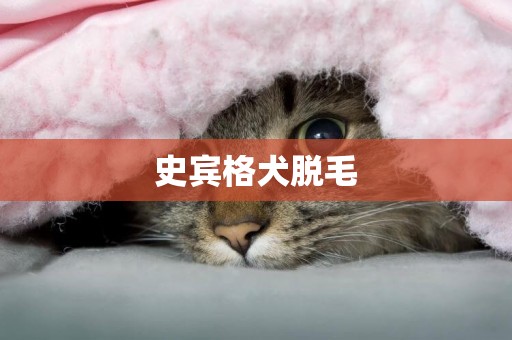 史賓格犬脫毛