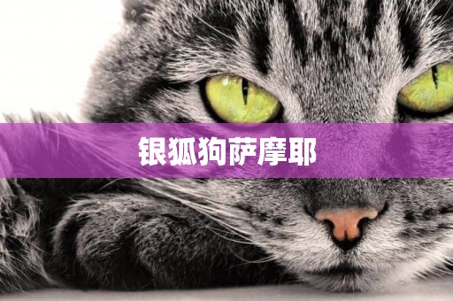 銀狐狗薩摩耶