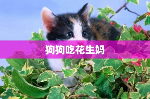 狗狗吃花生媽
