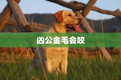 兇公金毛會咬