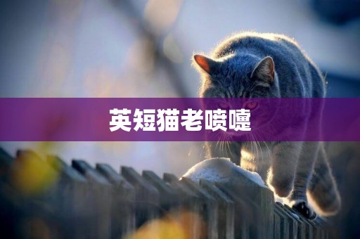 英短貓老噴嚏