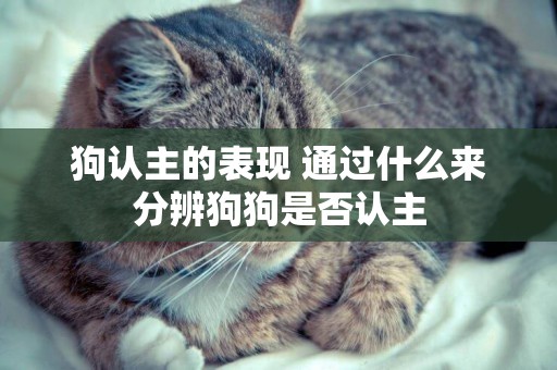 狗認主的表現 通過什么來分辨狗狗是否認主