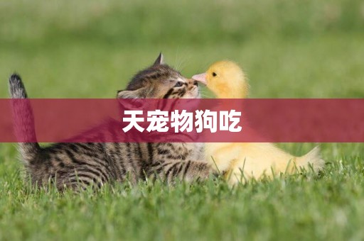 天寵物狗吃