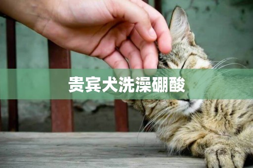 貴賓犬洗澡硼酸