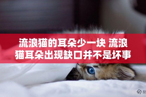 流浪貓的耳朵少一塊 流浪貓耳朵出現缺口并不是壞事