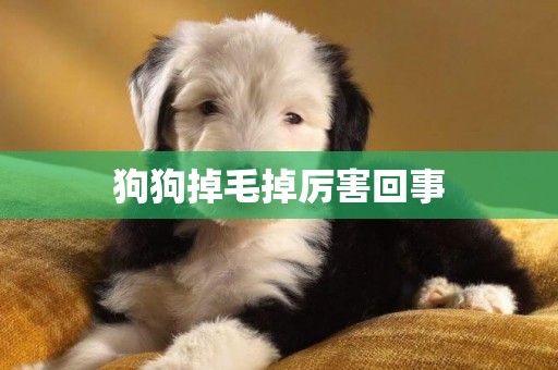 狗狗掉毛掉厲害回事