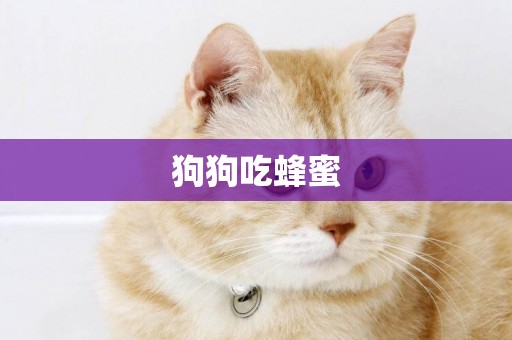 狗狗吃蜂蜜