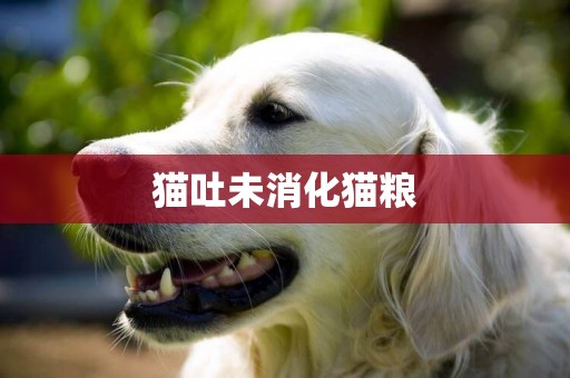 貓吐未消化貓糧