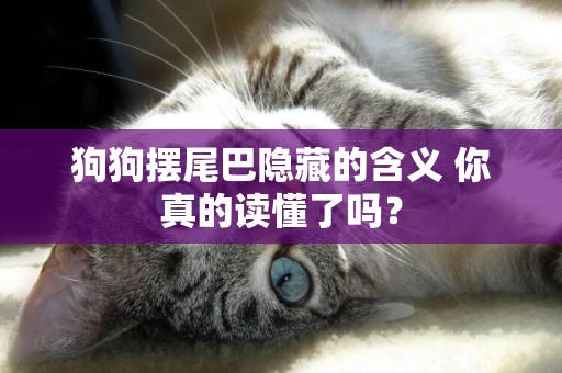 狗狗擺尾巴隱藏的含義 你真的讀懂了嗎? 狗狗擺尾巴隱藏的含義 你真的讀懂了嗎?
